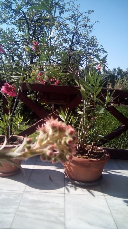 3 Platana Apartman Palics Kültér fotó