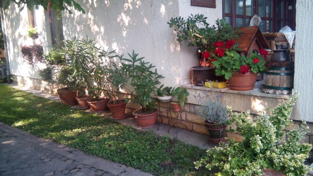 3 Platana Apartman Palics Kültér fotó
