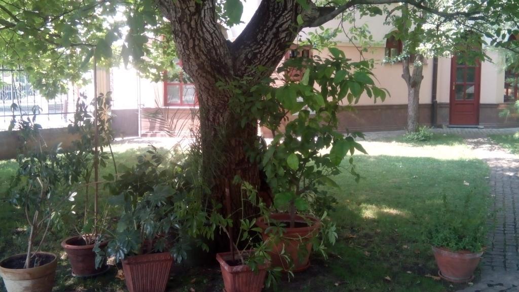 3 Platana Apartman Palics Kültér fotó