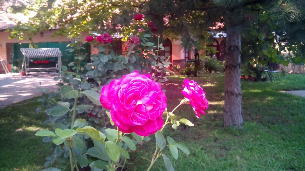 3 Platana Apartman Palics Kültér fotó